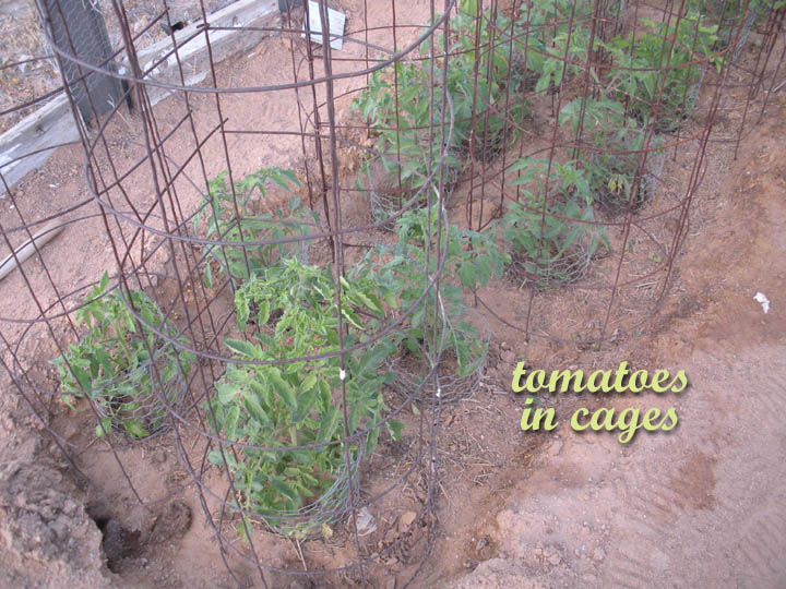 Tomatoes in Cages