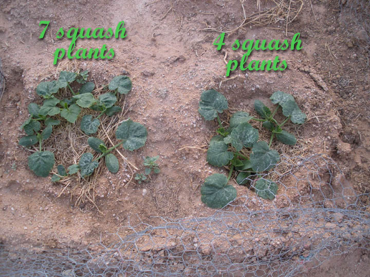 Squash Plants