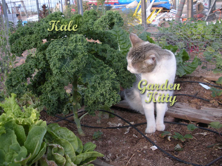 Kale and My Garden Kitty