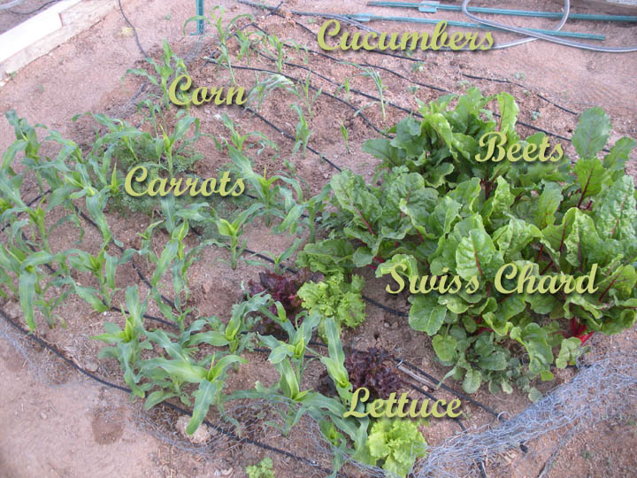 Corn, Beets and More