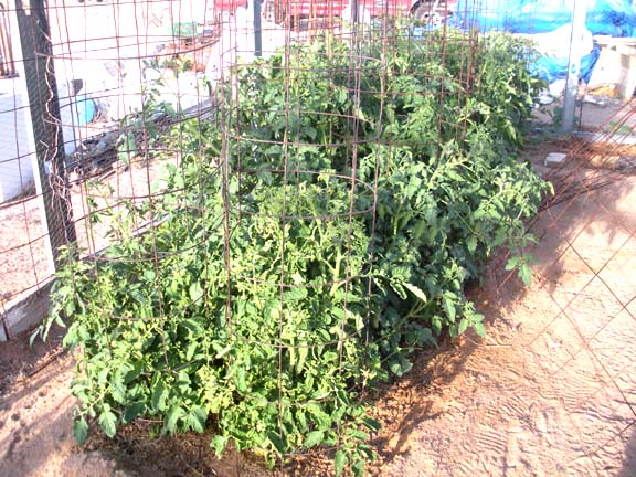 Out of control tomato plants