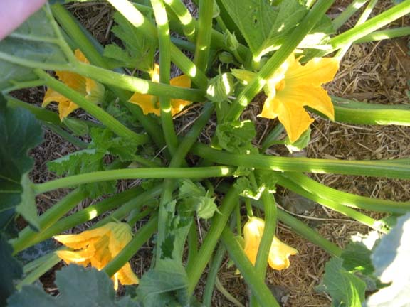 Squash Flowers Squash Flowers
