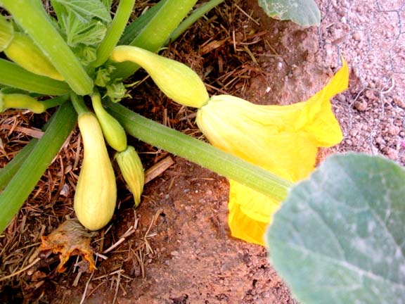 Female Squash Flower Female Squash Flower