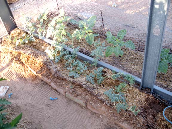 Watermelon Plants and Sunflowers Watermelon Plants and Sunflowers