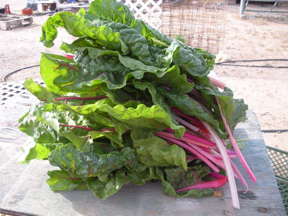 Big Pile of Swiss Chard Big Pile of Swiss Chard