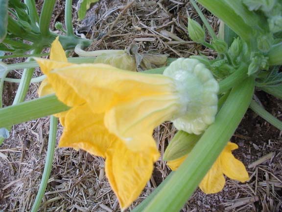 Scallop Squash Blossom