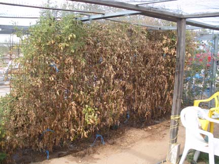 August 2009 Garden Tomatoes