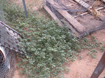 August 2009 Garden Purslane