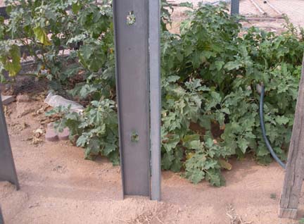 August 2009 Garden Eggplants