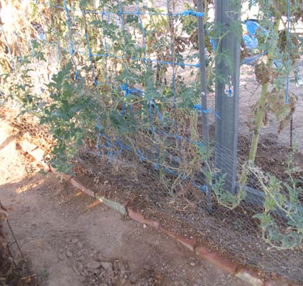 Garden August 2009 Watermelon Plants