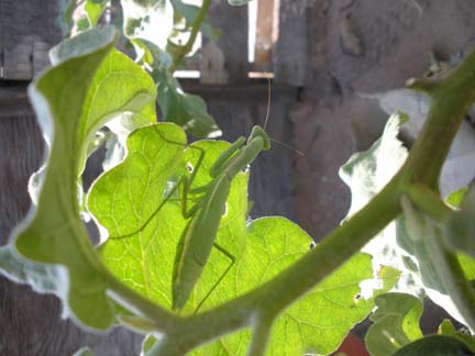 Big Green Praying Mantis