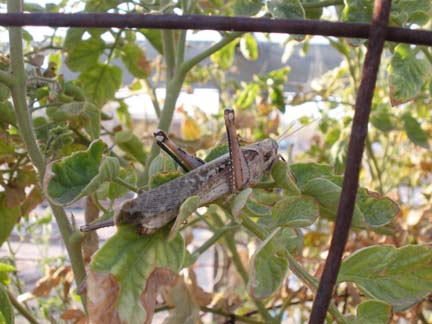 Large Brown Grasshoppers