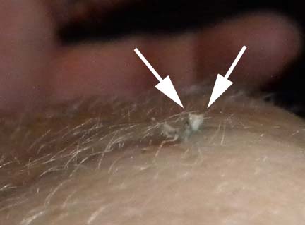 Teensy, Tiny Praying Mantis