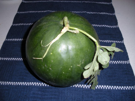 Watermelon Watermelon